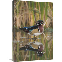 Wood Duck male in breeding plumage, Lapeer State Game Area, Michigan-Canvas Art-20&quotx30"