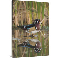 Wood Duck male in breeding plumage, Lapeer State Game Area, Michigan-Canvas Art-24"x36"