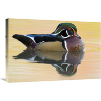 Wood Duck male in breeding plumage, Lapeer State Game Area, Michigan-Canvas Art-30"x20"