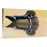 Wood Duck male in breeding plumage, Lapeer State Game Area, Michigan-Canvas Art-36"x24"