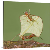 Leafcutter Ant carrying leaf with guard protecting worker, Costa Rica-Canvas Art-30"x30"