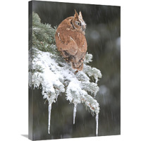 Eastern Screech Owl red morph in winter, Howell Nature Center, Michigan-Canvas Art-20"x30"