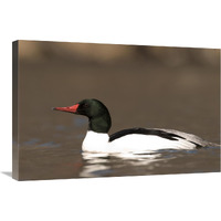 Common Merganser male swimming, Kensington Metropark, Milford, Michigan-Canvas Art-30&quotx20"