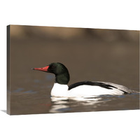 Common Merganser male swimming, Kensington Metropark, Milford, Michigan-Canvas Art-36"x24"