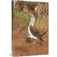 Blue-footed Booby performing courtship dance, Galapagos Islands, Ecuador-Canvas Art-20"x30"