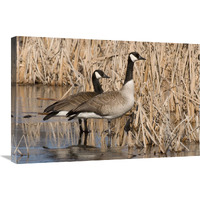 Canada Goose pair in frozen marsh, Kensington Metropark, Milford, Michigan-Canvas Art-30"x20"