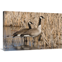 Canada Goose pair in frozen marsh, Kensington Metropark, Milford, Michigan-Canvas Art-36"x24"