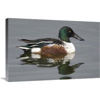 Northern Shoveler male in breeding plumage, Kellogg Bird Sanctuary, Michigan-Canvas Art-30"x20"