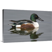 Northern Shoveler male in breeding plumage, Kellogg Bird Sanctuary, Michigan-Canvas Art-36"x24"