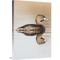 Pied-billed Grebe in breeding plumage, Island Lake Recreation Area, Michigan-Canvas Art-20"x30"