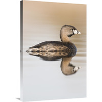 Pied-billed Grebe in breeding plumage, Island Lake Recreation Area, Michigan-Canvas Art-24"x36"