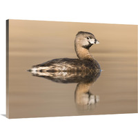 Pied-billed Grebe in breeding plumage, Island Lake Recreation Area, Michigan-Canvas Art-40"x30"