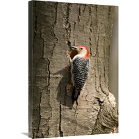 Red-bellied Woodpecker male at nest cavity, Huron Meadows Metropark, Michigan-Canvas Art-20"x30"