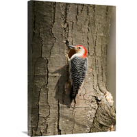 Red-bellied Woodpecker male at nest cavity, Huron Meadows Metropark, Michigan-Canvas Art-24"x36"