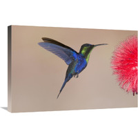 Violet-crowned Woodnymph hummingbird male feeding on flower nectar, Costa Rica-Canvas Art-30"x20"