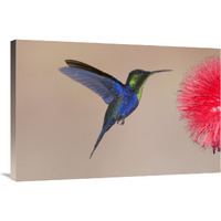 Violet-crowned Woodnymph hummingbird male feeding on flower nectar, Costa Rica-Canvas Art-36"x24"