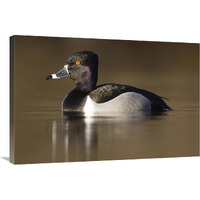 Ring-necked Duck male in breeding plumage, Island Lake Recreation Area, Michigan-Canvas Art-36&quotx24"