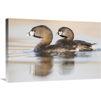 Pied-billed Grebe pair in breeding plumage, Island Lake Recreation Area, Michigan-Canvas Art-30&quotx20"