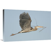 Great Blue Heron flying with nest material, Kensington Metropark, Milford, Michigan-Canvas Art-30"x20"