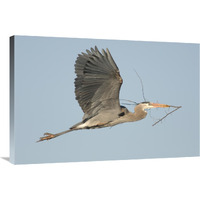 Great Blue Heron flying with nest material, Kensington Metropark, Milford, Michigan-Canvas Art-36"x24"