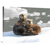 Sea Otter female with pup on ice floe, Prince William Sound, Alaska-Canvas Art-32"x24"