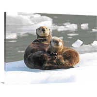 Sea Otter female with pup on ice floe, Prince William Sound, Alaska-Canvas Art-40"x30"