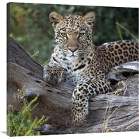 Leopard resting, Botswana-Canvas Art-36"x36"