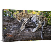 Leopard cub resting in tree, Botswana-Canvas Art-36"x24"