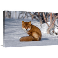 Red Fox sitting on snow, Kamchatka, Russia-Canvas Art-30&quotx20"