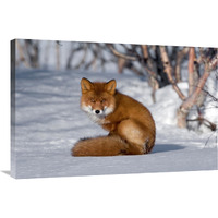 Red Fox sitting on snow, Kamchatka, Russia-Canvas Art-36"x24"