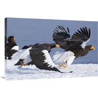 Steller"s Sea Eagle chasing away another adult, Kamchatka, Russia-Canvas Art-36"x24"