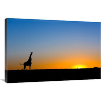 Giraffe silhouetted against the setting sun, Lethiau Valley, Central Kalahari Game Reserve, Botswana-Canvas Art-36"x24"