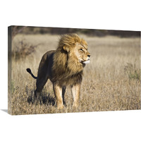 African Lion male, Khutse Game Reserve, Botswana-Canvas Art-30"x20"