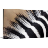 Zebra mane, Khama Rhino Sanctuary, Serowe, Botswana-Canvas Art-30&quotx20"