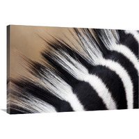 Zebra mane, Khama Rhino Sanctuary, Serowe, Botswana-Canvas Art-36"x24"