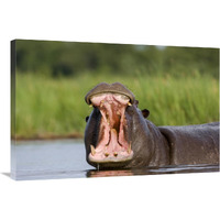 Hippopotamus male displaying, Moremi Game Reserve, Okavango Delta, Botswana-Canvas Art-36"x24"