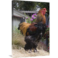 Domestic Chicken, Gold Brahma cock-Canvas Art-20"x30"