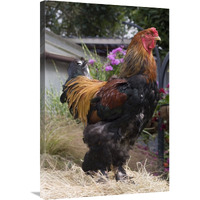 Domestic Chicken, Gold Brahma cock-Canvas Art-24&quotx36"