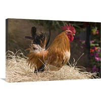 Domestic Chicken, Japanese bantam cock-Canvas Art-30"x20"