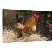 Domestic Chicken, Japanese bantam cock-Canvas Art-36&quotx24"