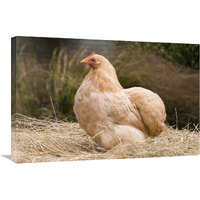 Domestic Chicken, Lemon Pekin Bard hen-Canvas Art-30"x20"