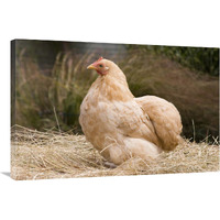 Domestic Chicken, Lemon Pekin Bard hen-Canvas Art-36"x24"