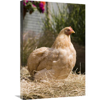 Domestic Chicken, Lemon Pekin Bard hen-Canvas Art-20"x30"