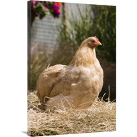 Domestic Chicken, Lemon Pekin Bard hen-Canvas Art-24"x36"