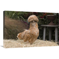 Domestic Chicken, Poland Chamois Buff Laced cock-Canvas Art-30"x20"