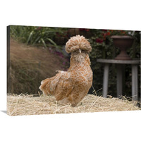 Domestic Chicken, Poland Chamois Buff Laced cock-Canvas Art-36"x24"