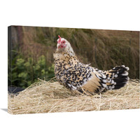 Domestic Chicken, Sable Poot, Lemon Mill Fleur hen-Canvas Art-30&quotx20"