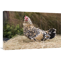 Domestic Chicken, Sable Poot, Lemon Mill Fleur hen-Canvas Art-36"x24"