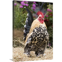 Domestic Chicken, Sable Poot, Lemon Mill Fleur cock-Canvas Art-20&quotx30"