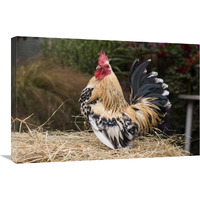 Domestic Chicken, Sable Poot, Lemon Mill Fleur cock-Canvas Art-30"x20"